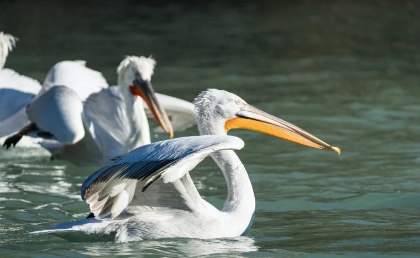 私のラジオ：鳥インフルエンザに対する動物園ファンの予防接種は効果を示しています
